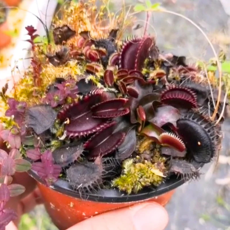 Red Venus Flytrap Live Plant - High Yield Dionaea Muscipula Cultivar