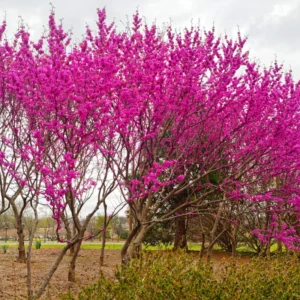Redbud Tree Quart Pot - Ornamental Flowering Tree - Pink Blooms