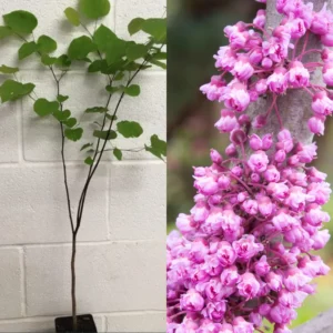 Redbud Tree Quart Pot - Ornamental Flowering Tree - Pink Blooms