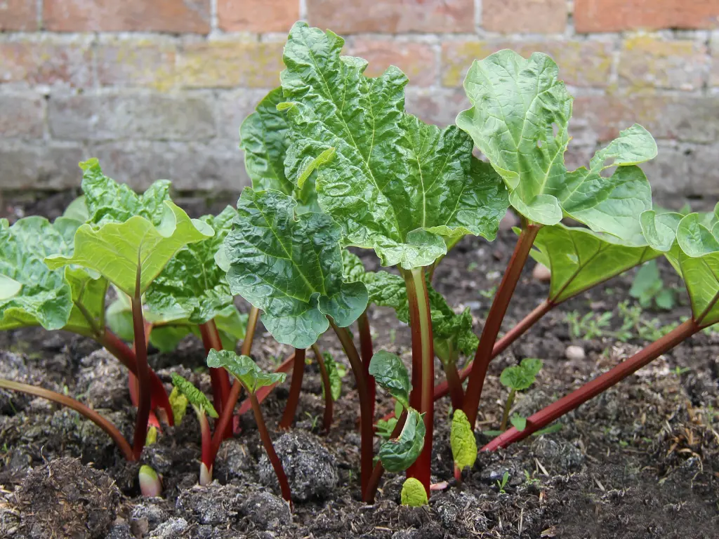 Rhubarb plants