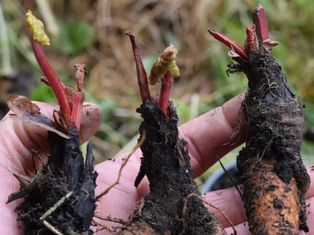 Rhubarb roots