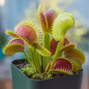 SD Kronos Giant Venus Flytrap Live Plant Cultivar