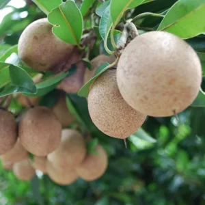 Sapodilla Fruit Tree Live Plant - 24 to 36 Inches Tall Sapodilla Tree