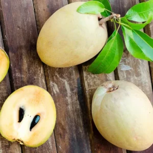 Sapodilla Fruit Tree Live Plant - 24 to 36 Inches Tall Sapodilla Tree