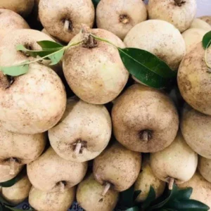 Sapodilla Fruit Tree Live Plant - 24 to 36 Inches Tall Sapodilla Tree