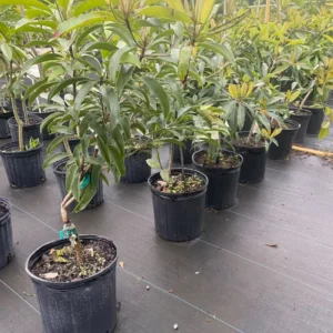 Sapodilla Tree Live Plant - 24 to 36 Inches Tall - Sapodilla Fruit Tree