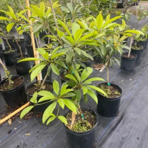 Sapodilla Tree Live Plant - 24 to 36 Inches Tall - Sapodilla Fruit Tree