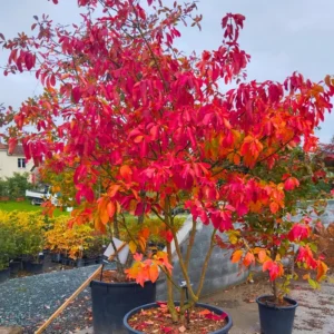 Sassafras Tree Live Plant, 9 Months Old, Quart Pot, Fragrant Fall Color
