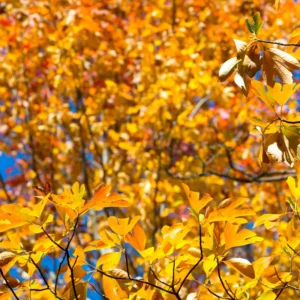 Sassafras Tree Live Plant, 9 Months Old, Quart Pot, Fragrant Fall Color