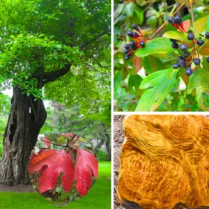 Sassafras Tree Live Plant, 9 Months Old, Quart Pot, Fragrant Fall Color