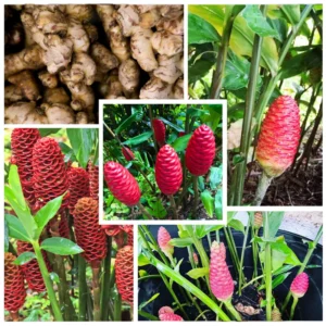 Shampoo Ginger Rhizomes - 6 Fresh Red Pinecone Ginger Roots - Hardy Perennial - Garden Planting