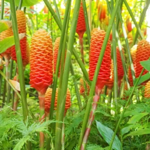 Shampoo Ginger Rhizomes - 6 Fresh Red Pinecone Ginger Roots - Hardy Perennial - Garden Planting