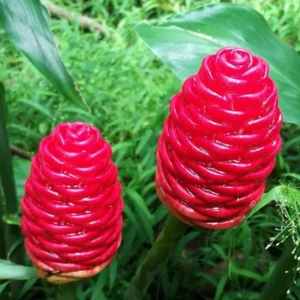 Shampoo Ginger Rhizomes - 6 Fresh Red Pinecone Ginger Roots - Hardy Perennial - Garden Planting