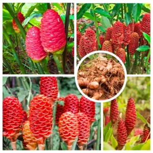 Shampoo Ginger Rhizomes - 6 Fresh Red Pinecone Ginger Roots - Hardy Perennial - Garden Planting