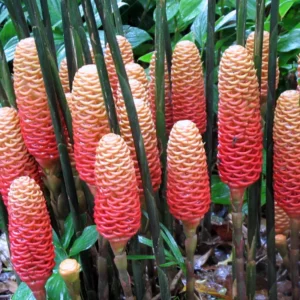 Shampoo Ginger Rhizomes - 6 Fresh Red Pinecone Ginger Roots - Hardy Perennial - Garden Planting