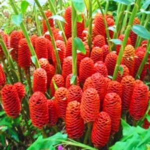 Shampoo Ginger Rhizomes - Pack of 4 - Zingiber Zerumbet Roots - Tropical Plant