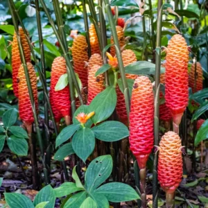 Shampoo Ginger Rhizomes - Pack of 4 - Zingiber Zerumbet Roots - Tropical Plant