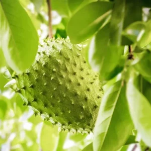 Soursop Guanabana Fruit Tree - Live Plant, 24-36 Inches Tall