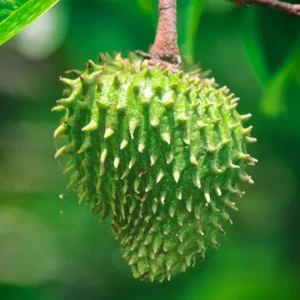 Soursop Guanabana Fruit Tree - Live Plant, 24-36 Inches Tall