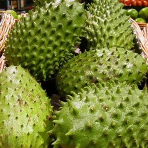 Soursop Guanabana Tree Live Plant - 24-36 Inches Tall - Tropical Fruit Tree