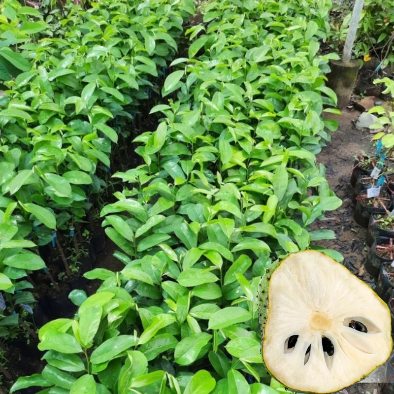 Soursop Tree Live Plant Tropical Guanabana Annona Muricata Seedling Starter Size