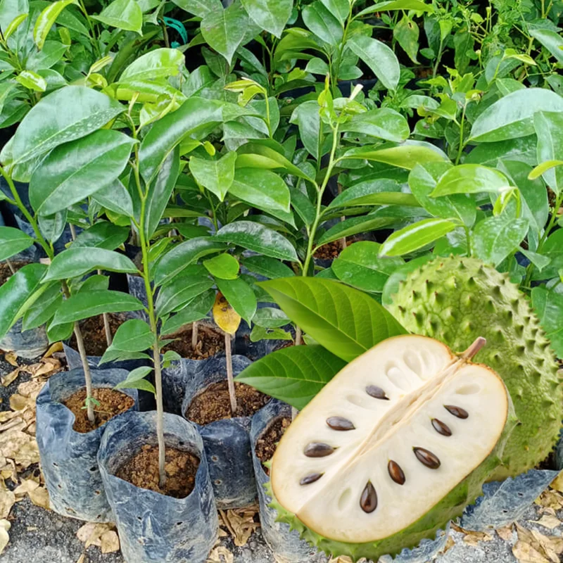 Soursop Tree Live Plant Tropical Guanabana Annona Muricata Seedling Starter Size