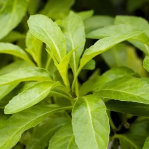 Spinach Live Plants - Herb Garden Ready to Grow Outdoor Plants