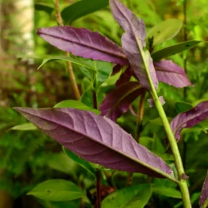 Spinach Live Plants - Herb Garden Ready to Grow Outdoor Plants
