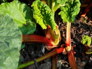 Split Rhubarb Plants