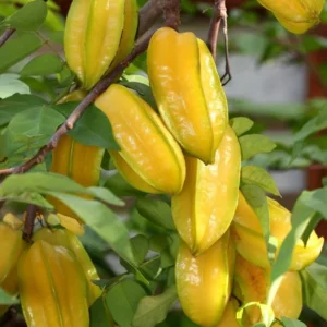 Star Fruit Tree Live Carambola Plant - 24-36 Inch Fruit Tree