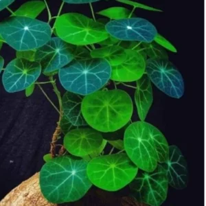 Stephania Cephalantha Bulb - Fast Growing Indoor Plant, Various Size