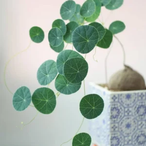 Stephania Cephalantha Bulb - Fast Growing Indoor Plant, Various Size