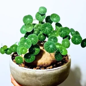 Stephania Cephalantha Caudex Plant - Live Succulent Root - 2.5-3 Inch Indoor Growing