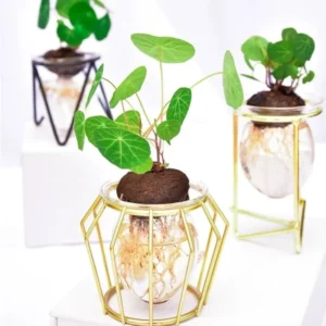 Stephania Cephalantha Caudex Plant - Live Succulent Root - 2.5-3 Inch Indoor Growing