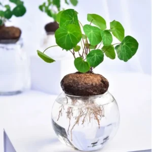 Stephania Cephalantha Caudex Plant - Live Succulent Root - 2.5-3 Inch Indoor Growing