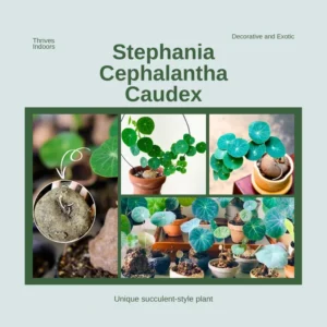 Stephania Cephalantha Caudex Plant - Live Succulent Root - 2.5-3 Inch Indoor Growing