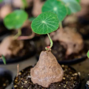 Stephania Cephalantha Caudex Plant - Mini Succulent Vine - 3-3.5 Inch - Indoor Gardening