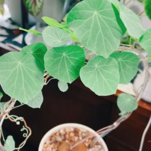 Stephania Cephalantha Caudex Plant - Mini Succulent Vine - 3-3.5 Inch - Indoor Gardening