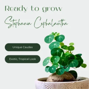 Stephania Cephalantha Caudex Plant - Mini Succulent Vine - 3-3.5 Inch - Indoor Gardening