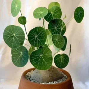 Stephania Cephalantha Caudex Plant - Mini Succulent Vine - 3-3.5 Inch - Indoor Gardening