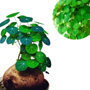 Stephania Cephalantha Plant Medium Caudex - Rare Indoor Succulent 2.5-3 Inch