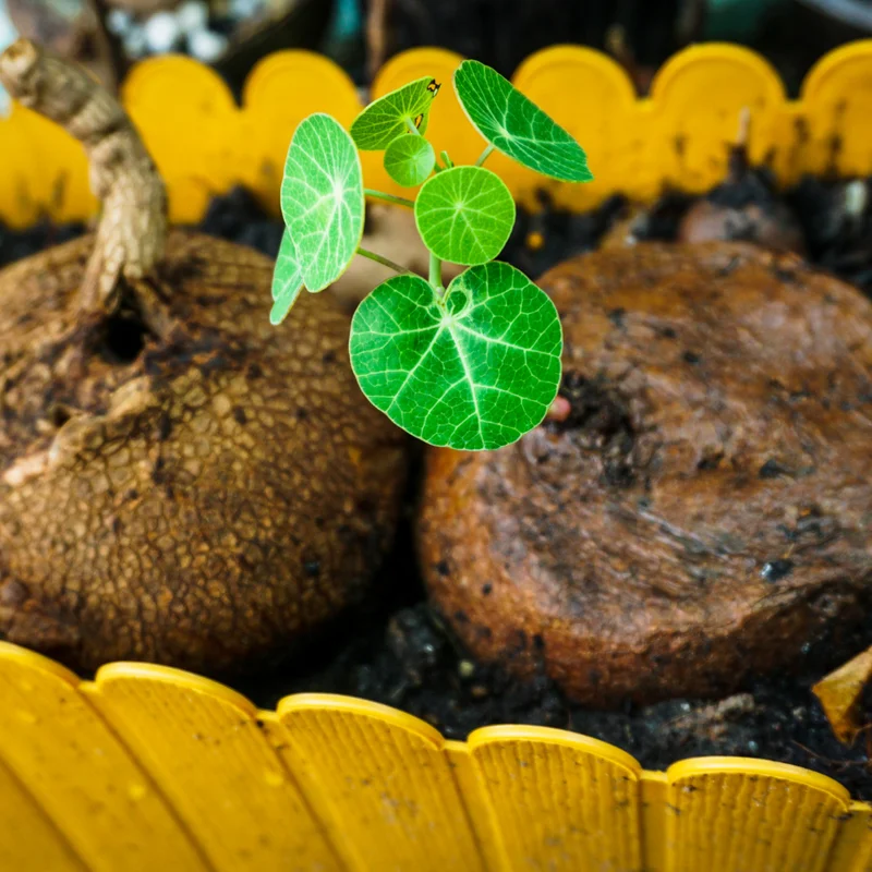 Stephania Cephalantha Plant Medium Caudex - Rare Indoor Succulent 2.5-3 Inch