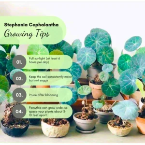 Stephania Cephalantha Plant Medium Caudex - Rare Indoor Succulent 2.5-3 Inch