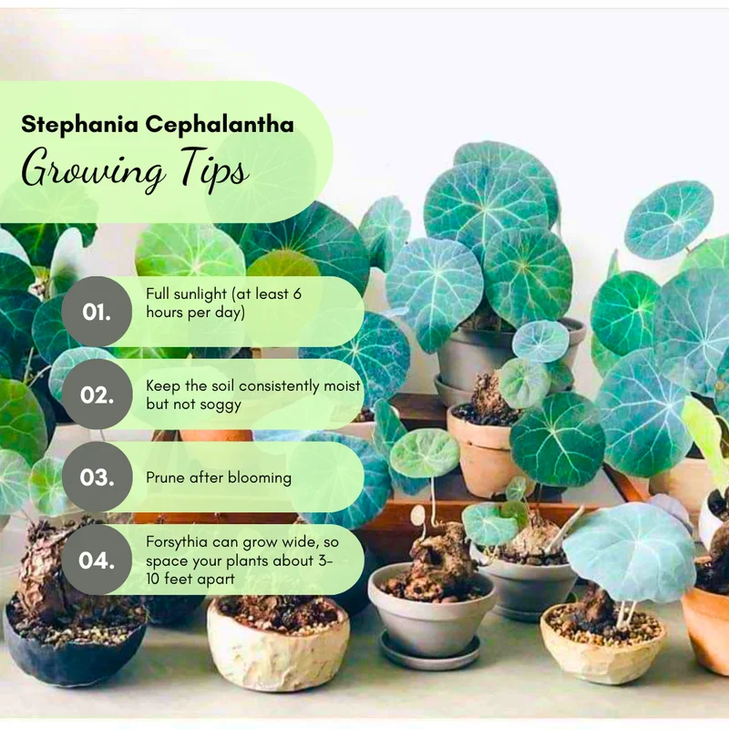 Stephania Cephalantha Plant Medium Caudex - Rare Indoor Succulent 2.5-3 Inch