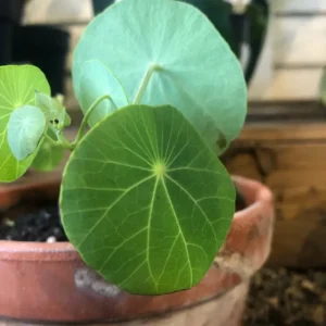 Stephania Cephalantha Plant Medium Caudex - Rare Indoor Succulent 2.5-3 Inch