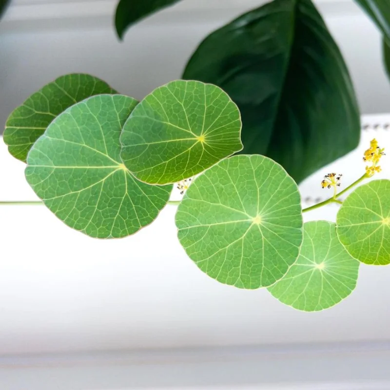 Stephania Cephalantha Plant Medium Caudex - Rare Indoor Succulent 2.5-3 Inch