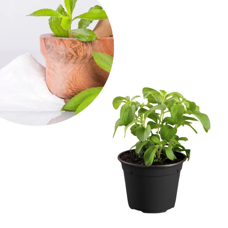 Stevia Plants 2-Pack Live Sweet Herb Garden Growing 4-6 Inch Tall
