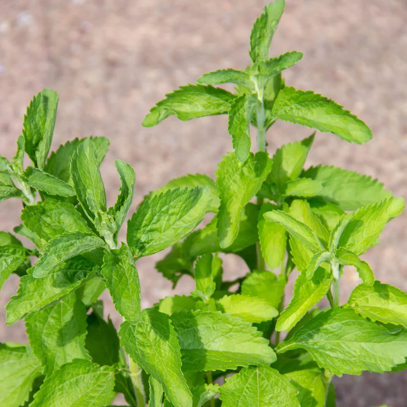 Stevia Plants 2-Pack Live Sweet Herb Garden Growing 4-6 Inch Tall