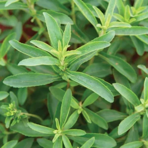 Stevia Plants 2-Pack Live Sweet Herb Garden Growing 4-6 Inch Tall