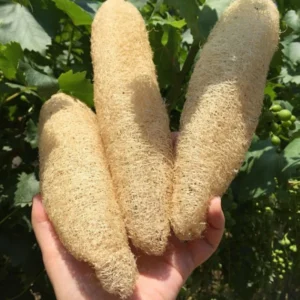 Stevia Plants 2-Pack Live Sweet Herb Garden Growing 4-6 Inch Tall